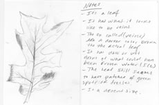 Sketch and notes of leaf