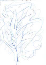 sketch: leaf