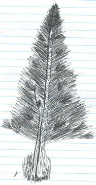 drawing: tree