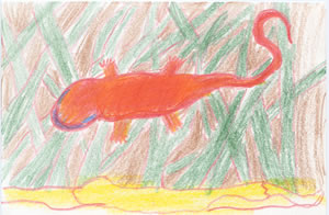 image: andre's sketch of a newt