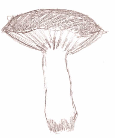 image: Esmeralda's mushroom sketch
