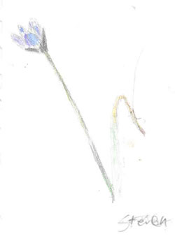Sketch: Blue Dick's flower