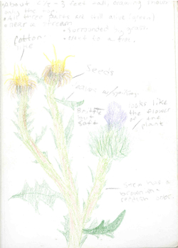 sketch: plant