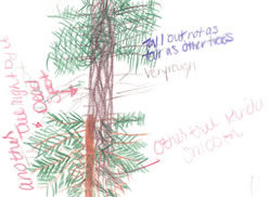 sketch: conifer