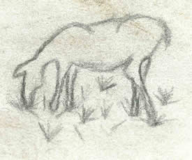 sketch: mule deer