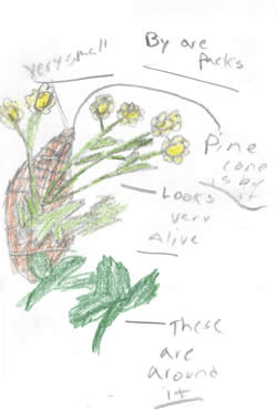 sketch: pine cone