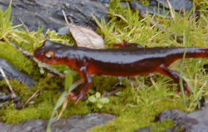 newt
