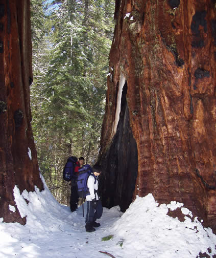 ly and shong with sequoias