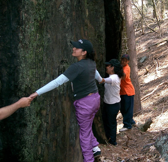 arms around a sequoia