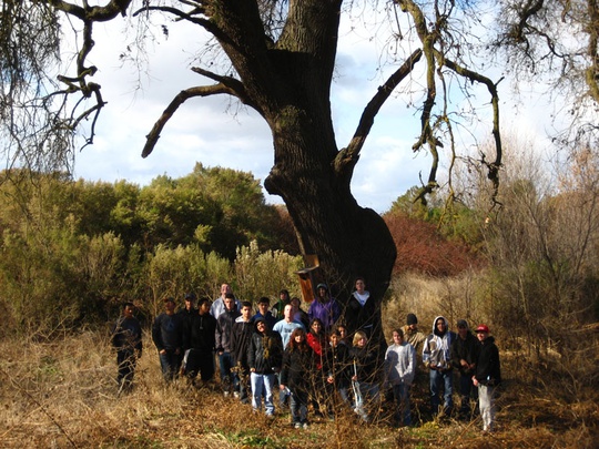 group under oak