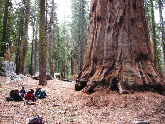 Group Circle Sequoia
