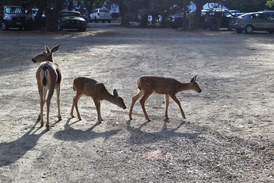Group Deer