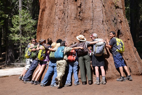 Hug A Sequoia