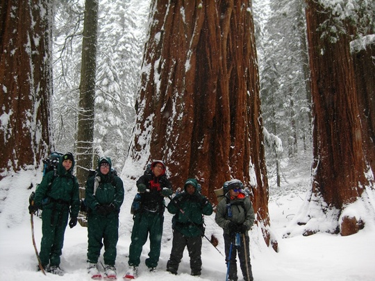 Group Sequoia Snow
