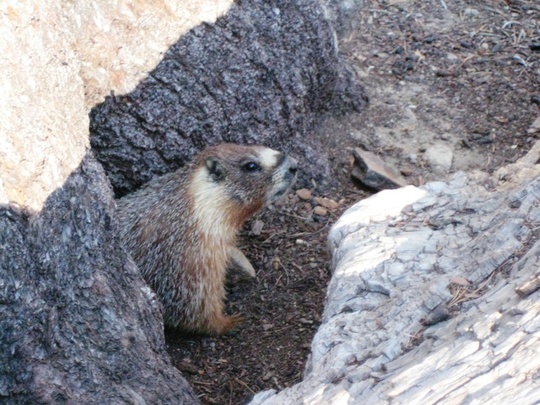 Group Marmot