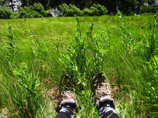 Meadow Feet