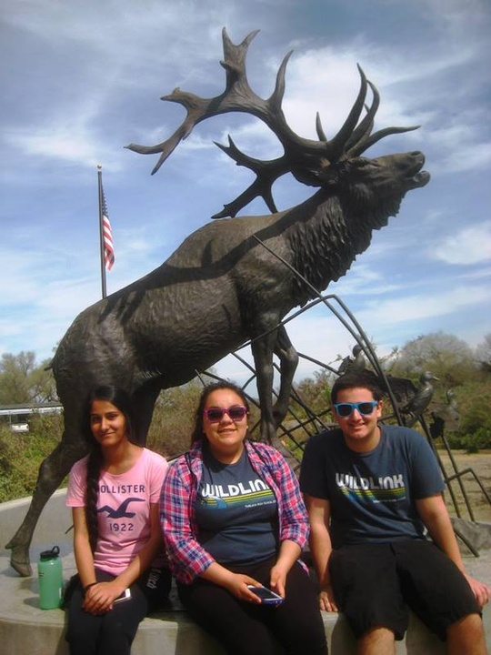Elk Statue