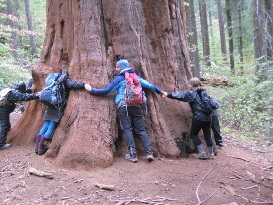 Sequoia Hug
