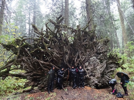 Group Sequoia Roots