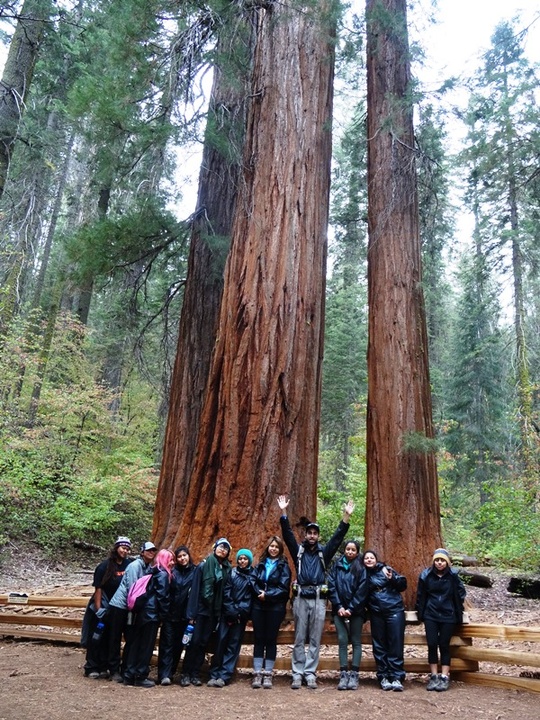 Group Sequoias