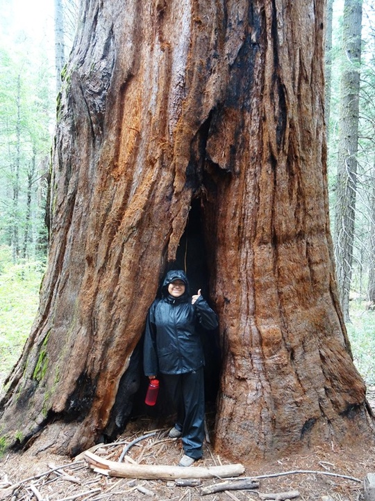 Nayeli Sequoia