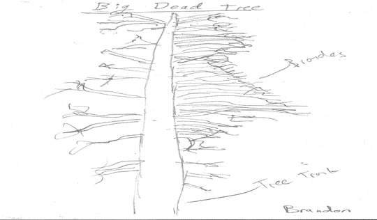 Brandon Tree Drawing