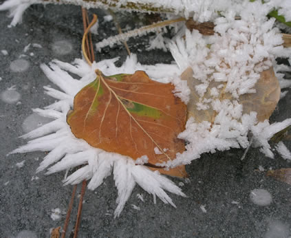 leaf in frost