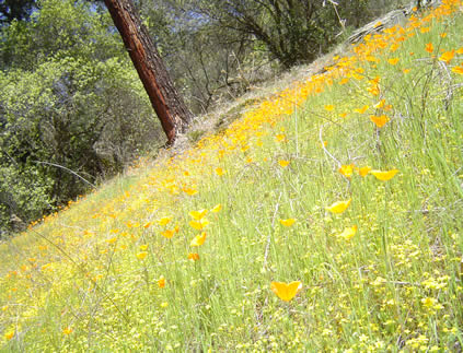 flower covered hillside