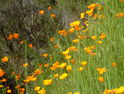 more poppies